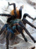 Nejbarevnější zástupce mého chovu, sklípkan Chromatopelma cyaneopubescens při požírání cvrčka:)